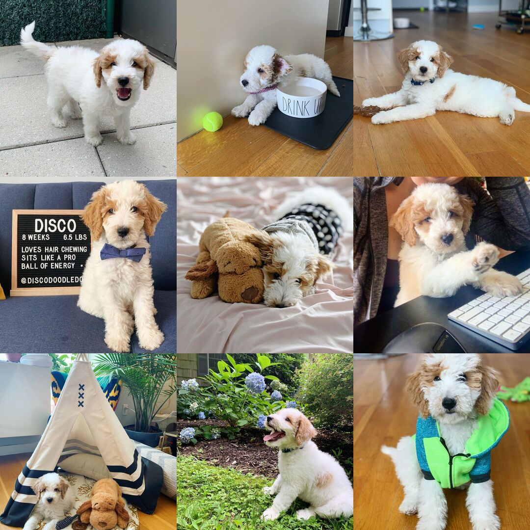 Disco's Instagram Account -- best 9